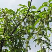 Dioscorea pentaphylla L.